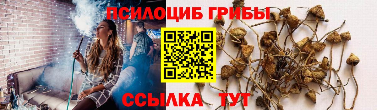 Анжеро-Судженск  Галлюциногенные грибы Cubensis  Вход с VPN 
